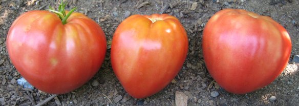tomato trio