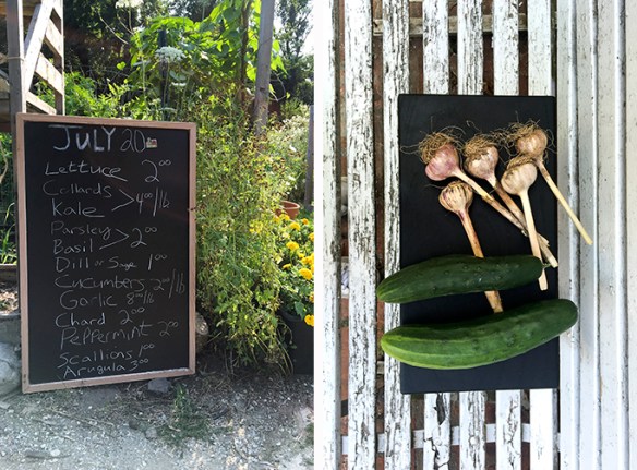 @Michael_Drapkin_South_Pine_Street_Farm